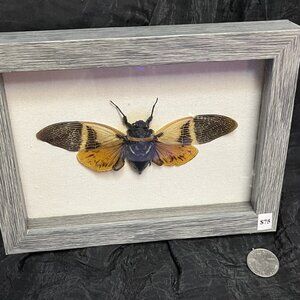 Beautiful Butterfly/Moth Picture